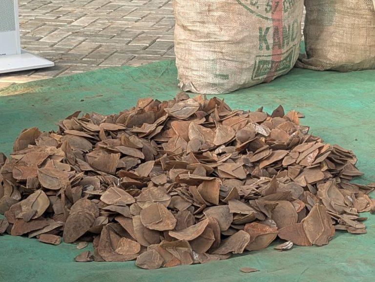Nigerian Customs Service Seizes 420kg of Pangolin Scales in Kano State