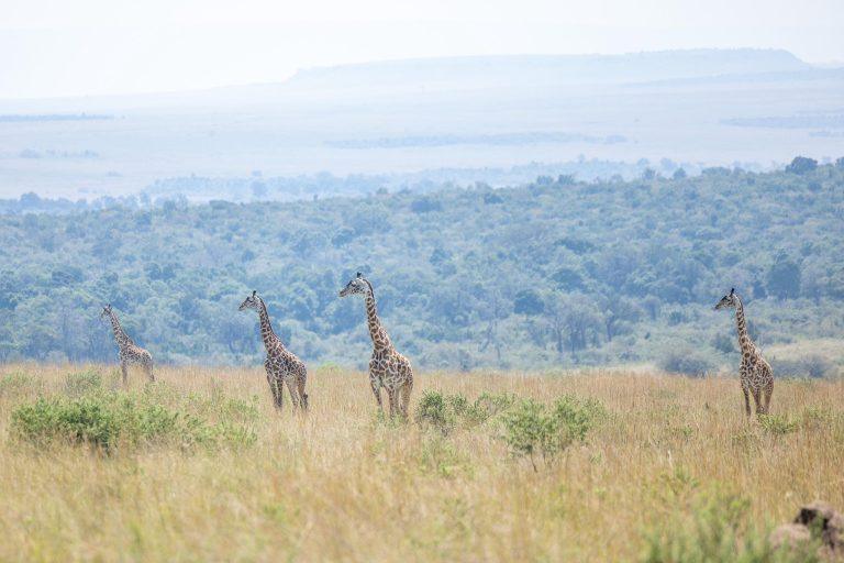 Kenya Boosts Tourism Campaign Amid Wildebeest Migration