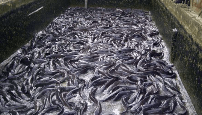 Fish Cooperative Links Price Surge to Inadequate Fisheries, Feed Shortages