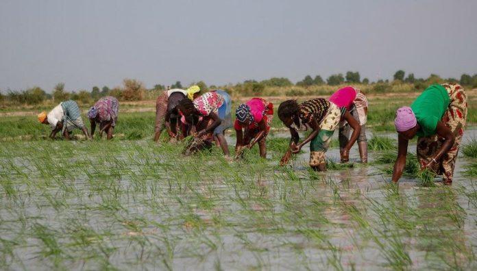 Rice-production-by-women-of-the-Diguifa-group-996x567