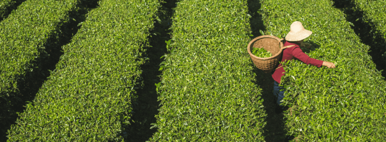 Georgia:  Tea Growers Work to Revive The industry