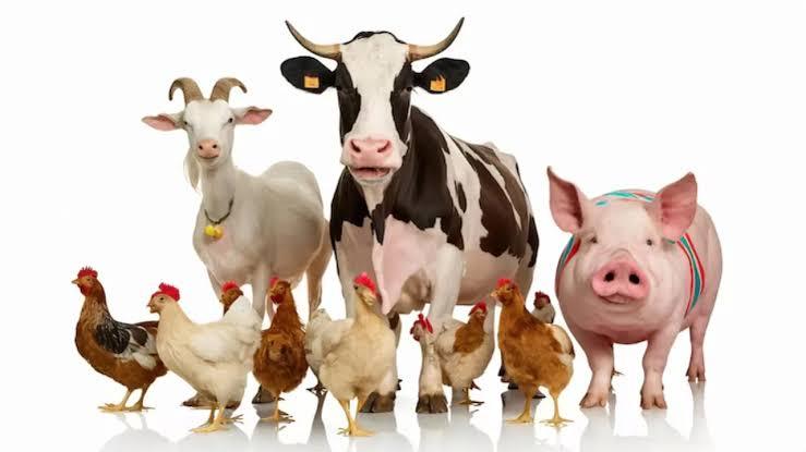 Nigerian Government Reiterates Commitment to Transforming Livestock Sector