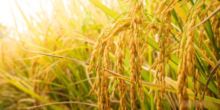 Rice Farmers Blame Middlemen for Consistent Price Hike