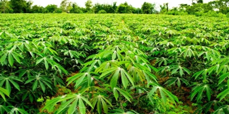 Nigeria to Integrate Farmers Into Cassava Value Chain Project